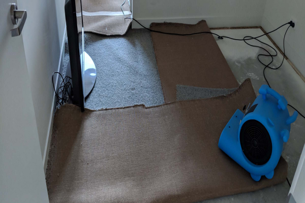 wet carpet drying with fan