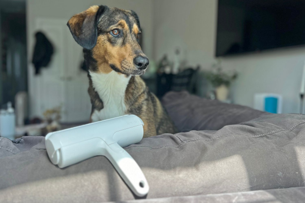 Dog Hair Couch Solution