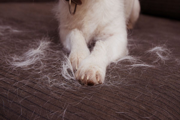 Pet Hair on Floor